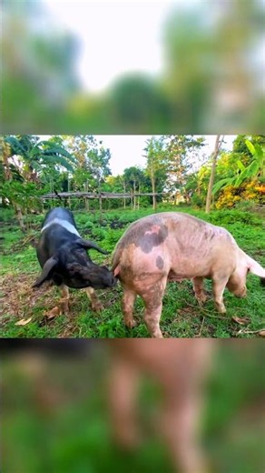 Дикий кабан в природе 🐗🌿 #кабан #животные #wildboar #nature #AKHuntZone