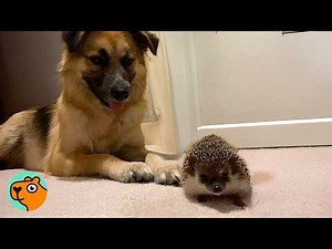 Tiny Hedgehog Becomes Best Friends With a Dog | Cuddle Buddies