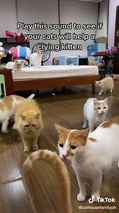 Crying Kitten Sound: Play this sound to see if your cat will help a crying kitten