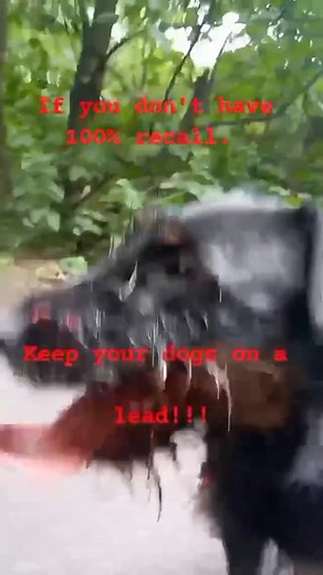 #jagdterrier #jagd #huntingdog #germanhuntingdog #terrier #terriers #dogfight #dogattack #dogattackawareness #hunting #terriersoftiktok #huntingdog