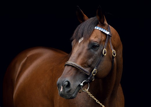 Value Sires for '22: Part VIII: Established Stallions