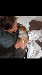 Shiba female puppy Pumika Incipita Vita ❤️ Our long waited hope. | SHIBA INU Incipita Vita