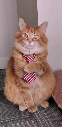 Cat with Tie: The Fashionable Feline Trend