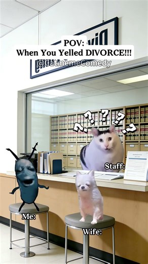 Cat meme Comedy😺When You Yelled DIVORCE!!! #cat #shorts #funny cat videos