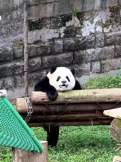 Sweet cuddle panda 🐼 #pandalover #cute #kongfupanda #panda