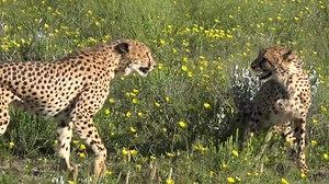 【4K•旅拍】纳米比亚/Namibia - 4K Ultra HD