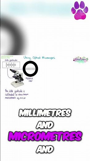 Slide Graticules | Using Optical Microscopes | Microscopy Practical | A-Level Biology