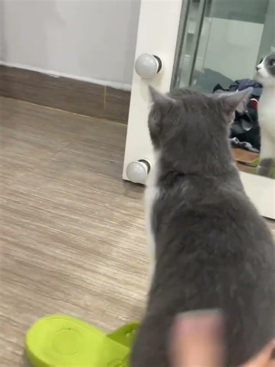 Lô Nhau Với Con Mèo