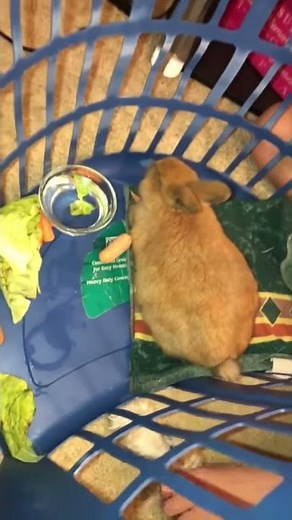Sound of a dying rabbit