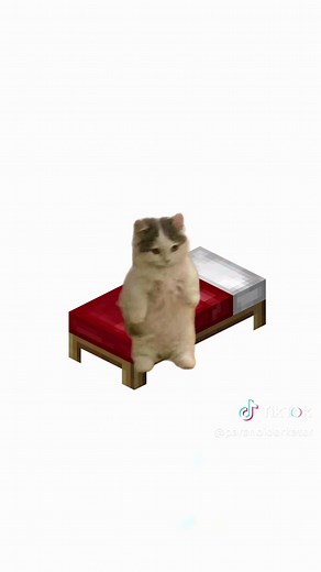 Katzen und Epilepsie: Eine Erklärung