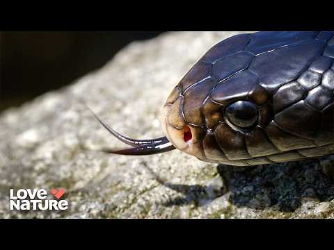 Predators on the Hunt | Deadly Australians: 101+102