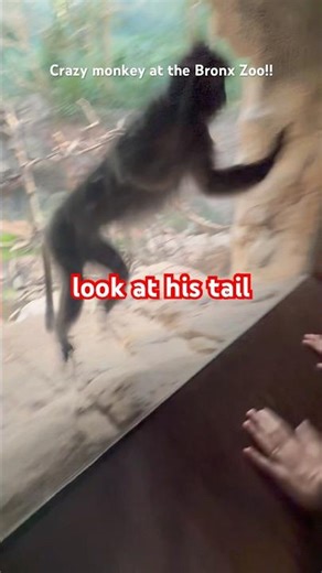 Crazy monkey at the Bronx Zoo!!