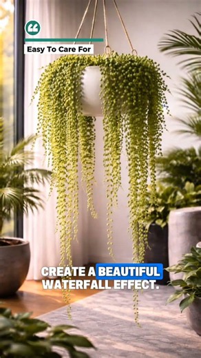 This Plant Looks Like Green Pearls!