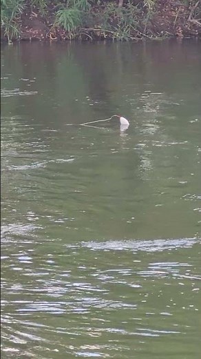 How To Catch More & Bigger Catfish While River Fishing - Switch To The Best Catfishing Rig: FATKAT!