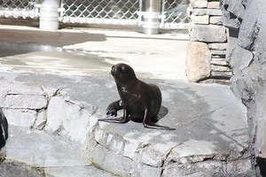 Adorable Sea Lion Pup Debuts at National Zoo in DC [VIDEO]