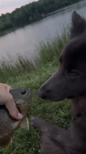 Old Row Outdoors | Just a nibble for now @oldrowpups | Instagram