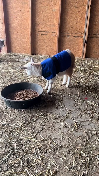 Coats for my goats for this winter 🥶 #winter #winterfashion #coatsformygoats #goats #babygoats #nursehannah #wintertime #coldwe