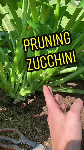 Pruning Zucchini for Healthy Growth