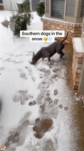 When Dogs Discover Snow: Hilarious Reactions Unleashed