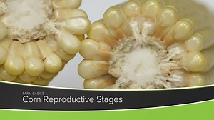 12 reactions | Learn about tasseling, black layer, and other reproductive stages in corn in this week's Farm Basics with Brian and Darren Hefty. Visit watch.agphd.com for full Ag PhD episodes and more! | Ag PhD | Facebook