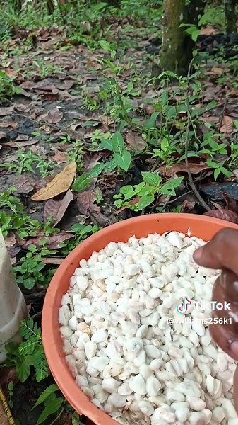 Exploring Cocoa Beans in Uganda: A Cultural Journey