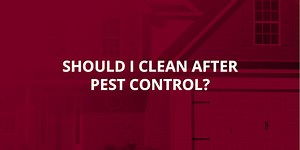 Should I Clean After Pest Control? - Champions Pest Control