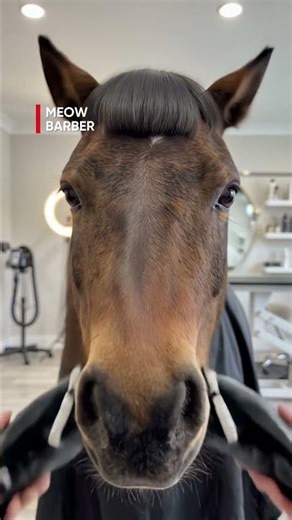 Elegant Horse Grooming Glow Up! Classic Bob Style Goes Viral! 🐴✂️