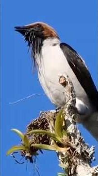 The Most Beautiful Singing Birds in the World | Amazing Bird Sounds & Types in 4K/UHD