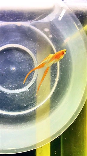 double sword #Cocogallery