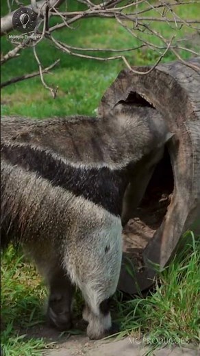 Common animals of the Pantanal #animals #wildlife