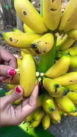 The Banana Fruit #banana