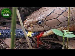 Horrifying Scenes Of King Cobras Hunting Other Snakes Were Captured On Camera | animal attacks