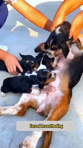 귀여운 강아지 만나보세요 / 愛らしい子犬に出会おう #JapanDogs #KoreaPuppies