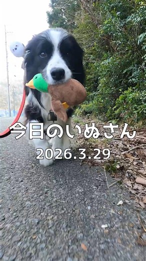 今日のいぬさん 2026.3.29【border Collie】 #shorts #dog329