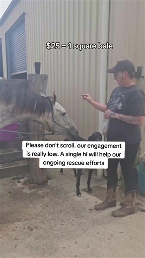 Every kind comment would mean a world to me #horses #shelter #sanctuary #animalsoftiktok #horsefarm