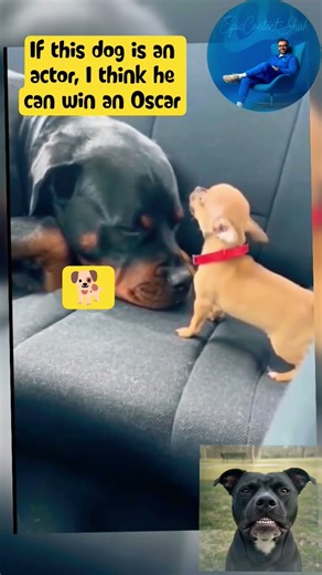 If this dog is an actor,🤣😂. I think he can win an Oscar #dog #car #funny #usa #dad