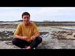 Course "Expertise in Marine Flora"