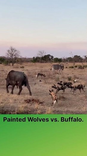 Painted Wolves vs. Buffalo. #wildlife #wildanimals #naturelovers #buffalo #wilddogs #ihsanibrahim