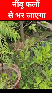154K views · 1.2K reactions | Best fertilizer for lemon plant Part 3 | Home garden | Facebook
