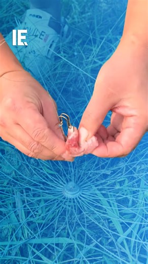 Interesting Engineering on Instagram: "Would you trade your fishing rod for this? 📹: @fishcampvietnam"