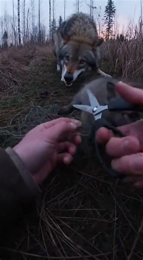 Hands Cutting Net Inside Tall Grass 2