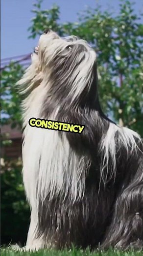 Dog Training – How to Toilet Train Your Dog Fast? #DogTraining