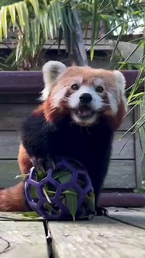 Happy International Red Panda Day! Did you know red pandas have a “false thumb”; an extended wrist bone that acts like a thumb! This clever adaptation helps them grip branches and strip leaves with ease. Why not learn more about these amazing animals in an Animal Encounter with the Animal Care Team?! | Colchester Zoo