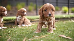 First Generation TOY Cavoodle puppies AVAILABLE TODAY on our website Wednesday 11.10.23 at 10am: https://chevromist.com.au/toy-cavoodle-puppies-for-sale/ Domestic Animal Business Permit No: 121/2020/13876 Melton City Council Source Number: BR109724 | Chevromist Kennels Puppies