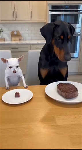Steak Heist by a Tiny Pup! A tiny dog steals a big steak, leaving the big dog in shock! #fblifestyle #AI Generated using Kling AI . . . (For entertainment purposes only. Consult professionals if guidance on activities is presented. No brand affiliation is implied if any are shown. If inspired by true events, creative adaptations may be included. Content may include public footage.) | Fabiosa Daily