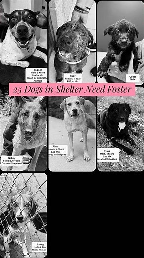 25 Shelter Dogs Need Foster or Adopters