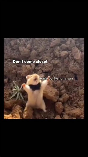 ANIME | 🐹🐹 🎙️ Dub credit: @shona.san This video captures a simple but hilarious hamster moment that feels strangely human. Here’s the breakdown: •... | Instagram