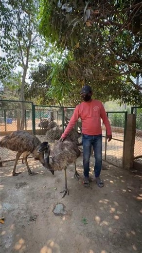 Male or Female EMU? 🤔 90% People Get It Wrong! | EMU Friendship 🐦 #shorts #trending #shorts