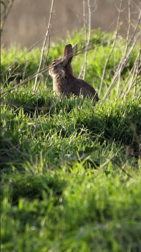 Les lapins régulent leur température comme ça ?!! 🤯