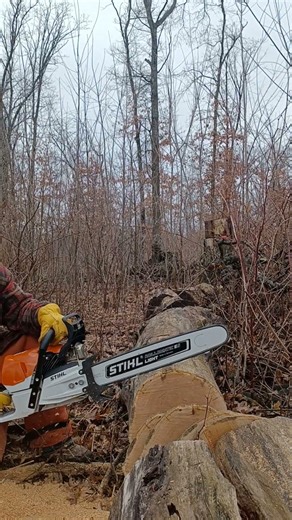 Stihl 462 ported, first cuts.